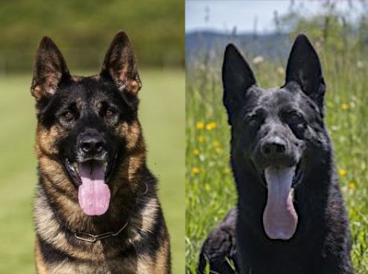 Pro Dog Service | German Shepherd Breeders